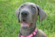 Luke's All Natural Pet Food Dog and Cat Photo Gallery
