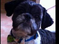 Luke's All Natural Pet Food Dog and Cat Photo Gallery