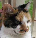 Luke's All Natural Pet Food Dog and Cat Photo Gallery