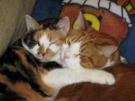 Luke's All Natural Pet Food Dog and Cat Photo Gallery