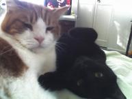 Luke's All Natural Pet Food Dog and Cat Photo Gallery