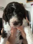 Luke's All Natural Pet Food Dog and Cat Photo Gallery