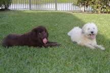 Luke's All Natural Pet Food Dog and Cat Photo Gallery