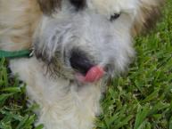 Luke's All Natural Pet Food Dog and Cat Photo Gallery