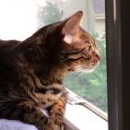 Luke's All Natural Pet Food Dog and Cat Photo Gallery