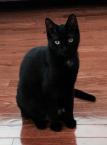 Luke's All Natural Pet Food Dog and Cat Photo Gallery