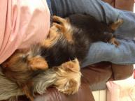 Luke's All Natural Pet Food Dog and Cat Photo Gallery