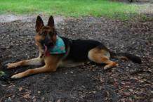 Luke's All Natural Pet Food Dog and Cat Photo Gallery