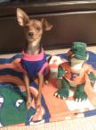 Luke's All Natural Pet Food Dog and Cat Photo Gallery