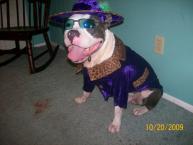 Luke's All Natural Pet Food Dog and Cat Photo Gallery