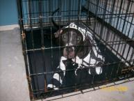 Luke's All Natural Pet Food Dog and Cat Photo Gallery