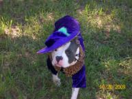 Luke's All Natural Pet Food Dog and Cat Photo Gallery