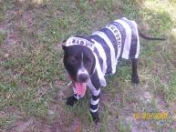 Luke's All Natural Pet Food Dog and Cat Photo Gallery