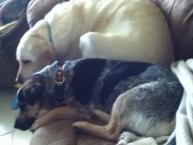 Luke's All Natural Pet Food Dog and Cat Photo Gallery