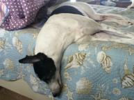 Luke's All Natural Pet Food Dog and Cat Photo Gallery