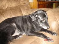 Luke's All Natural Pet Food Dog and Cat Photo Gallery