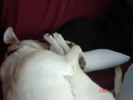 Luke's All Natural Pet Food Dog and Cat Photo Gallery