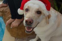 Luke's All Natural Pet Food Dog and Cat Photo Gallery