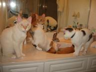 Luke's All Natural Pet Food Dog and Cat Photo Gallery