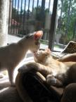 Luke's All Natural Pet Food Dog and Cat Photo Gallery