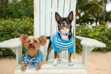 Luke's All Natural Pet Food Dog and Cat Photo Gallery