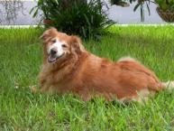 Luke's All Natural Pet Food Dog and Cat Photo Gallery