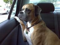 Luke's All Natural Pet Food Dog and Cat Photo Gallery