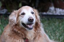 Luke's All Natural Pet Food Dog and Cat Photo Gallery