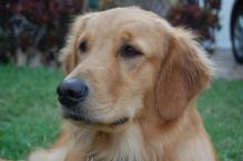 Luke's All Natural Pet Food Dog and Cat Photo Gallery
