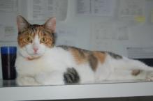 Luke's All Natural Pet Food Dog and Cat Photo Gallery