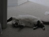 Luke's All Natural Pet Food Dog and Cat Photo Gallery