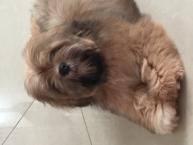 Luke's All Natural Pet Food Dog and Cat Photo Gallery