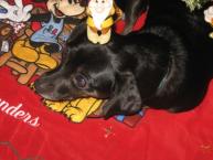 Luke's All Natural Pet Food Dog and Cat Photo Gallery