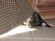 Luke's All Natural Pet Food Dog and Cat Photo Gallery
