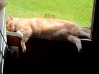 Luke's All Natural Pet Food Dog and Cat Photo Gallery