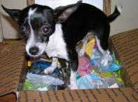 Luke's All Natural Pet Food Dog and Cat Photo Gallery