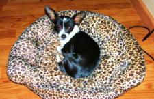 Luke's All Natural Pet Food Dog and Cat Photo Gallery