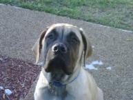 Luke's All Natural Pet Food Dog and Cat Photo Gallery