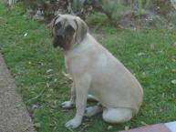 Luke's All Natural Pet Food Dog and Cat Photo Gallery