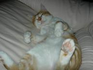 Luke's All Natural Pet Food Dog and Cat Photo Gallery