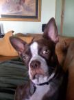 Luke's All Natural Pet Food Dog and Cat Photo Gallery