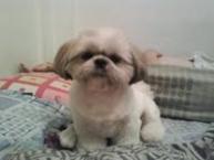 Luke's All Natural Pet Food Dog and Cat Photo Gallery