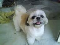 Luke's All Natural Pet Food Dog and Cat Photo Gallery