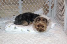 Luke's All Natural Pet Food Dog and Cat Photo Gallery