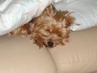 Luke's All Natural Pet Food Dog and Cat Photo Gallery