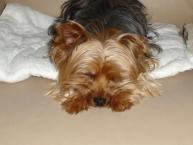 Luke's All Natural Pet Food Dog and Cat Photo Gallery