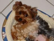 Luke's All Natural Pet Food Dog and Cat Photo Gallery