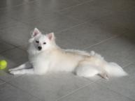 Luke's All Natural Pet Food Dog and Cat Photo Gallery