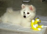 Luke's All Natural Pet Food Dog and Cat Photo Gallery