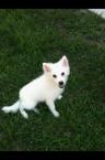 Luke's All Natural Pet Food Dog and Cat Photo Gallery